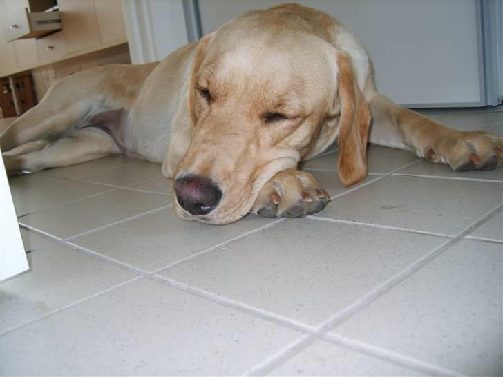 Labrador retriever Berta billede 15