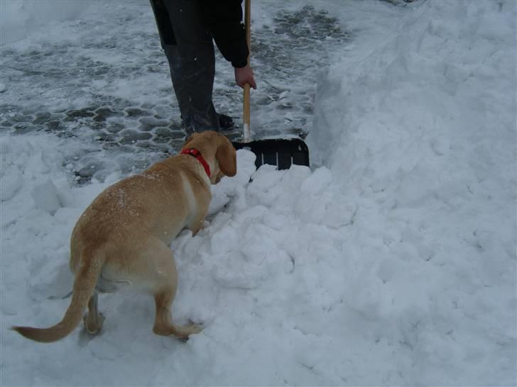 Labrador retriever Berta billede 16