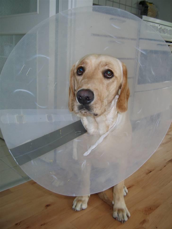Labrador retriever Berta - Lidt sølle har man vel lov at være med sådan en skærm omkring hovedet... billede 17