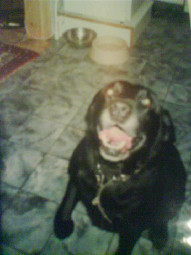 Labrador retriever Kasper (DØD) billede 8