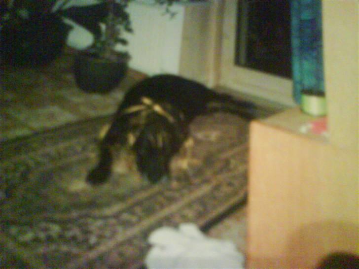 Labrador retriever Kasper (DØD) - han ville også pyntes... :P billede 9