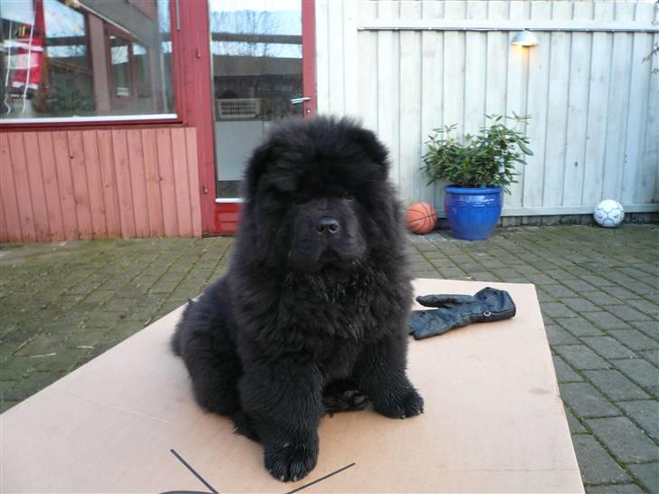 Chow chow Gonzo billede 1