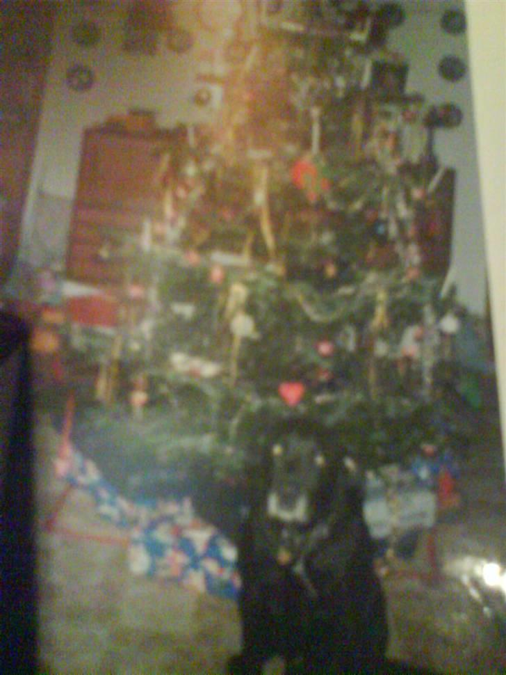 Labrador retriever Kasper (DØD) - han elskede sku når vi havde juletræ... han sov altid under det end til gaverne kommer under ;D billede 10