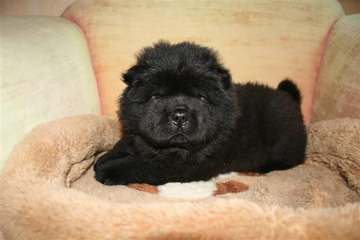 Chow chow Gonzo - Her er jeg kun 5 uger gammel billede 2