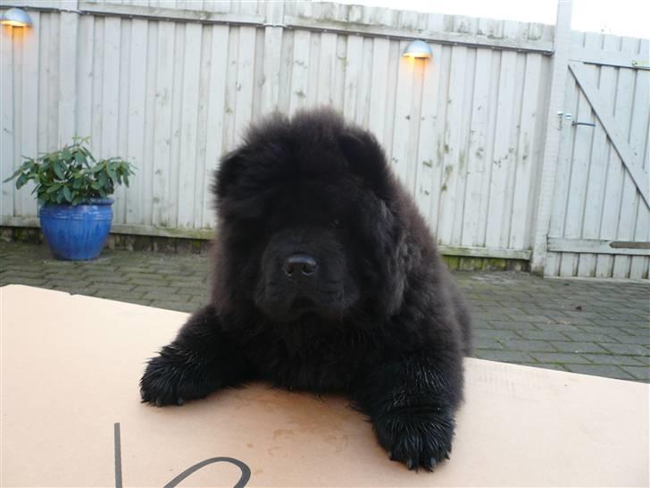 Chow chow Gonzo billede 3