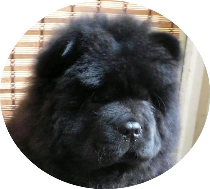 Chow chow Gonzo billede 4