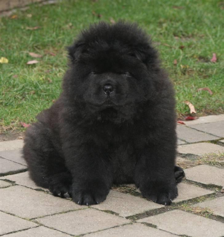 Chow chow Gonzo billede 5