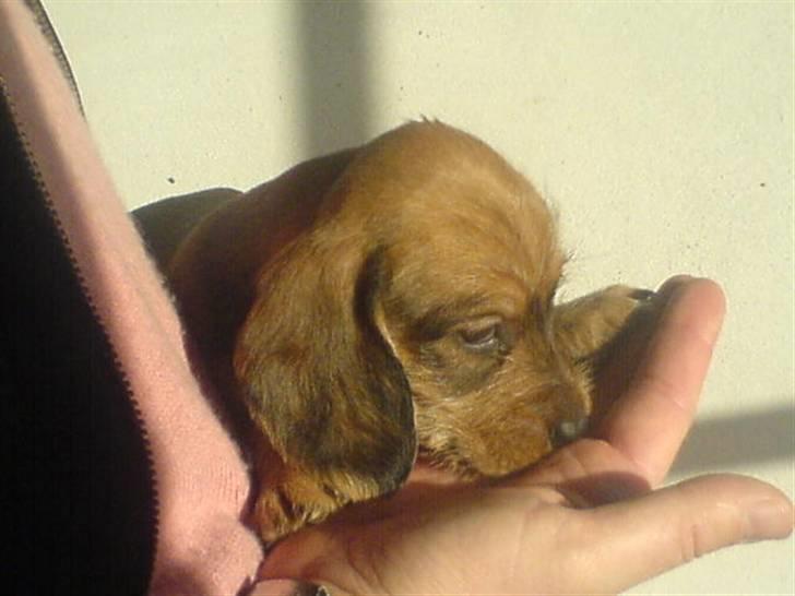 Gravhund trooper - tropper da vi fik ham billede 13