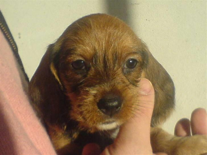 Gravhund trooper - er han ikke kar billede 14