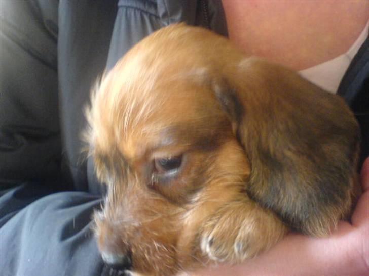 Gravhund trooper - tropper<3<3<3 billede 15