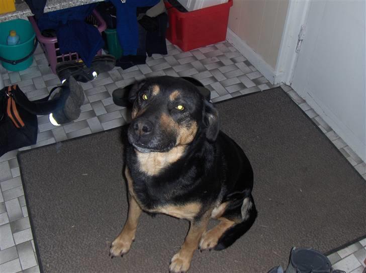 Blanding af racer Trine *R.I.P* - Velkommen til Trines profil smid en kommentar og en bedømmelse ineden i går billede 1