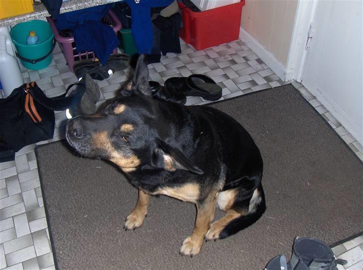 Blanding af racer Trine *R.I.P* - Weee letter jeg ikk snart?? billede 2