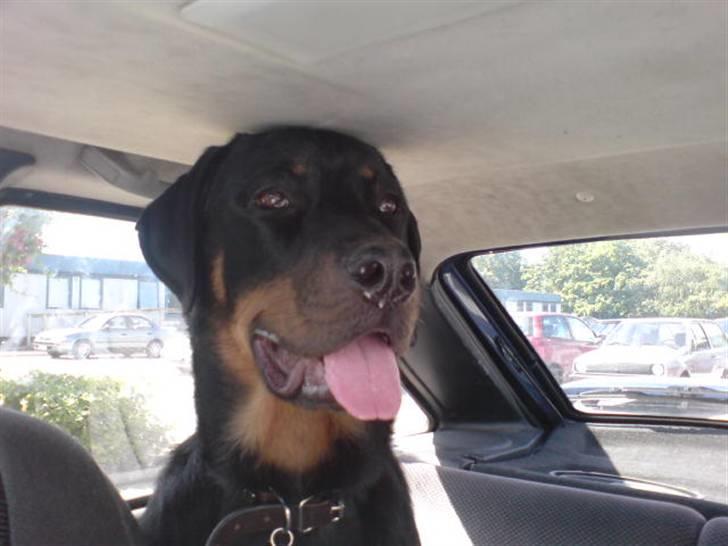 Rottweiler Tyson .. R.I.P billede 5