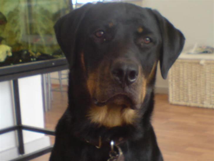 Rottweiler Tyson .. R.I.P billede 6