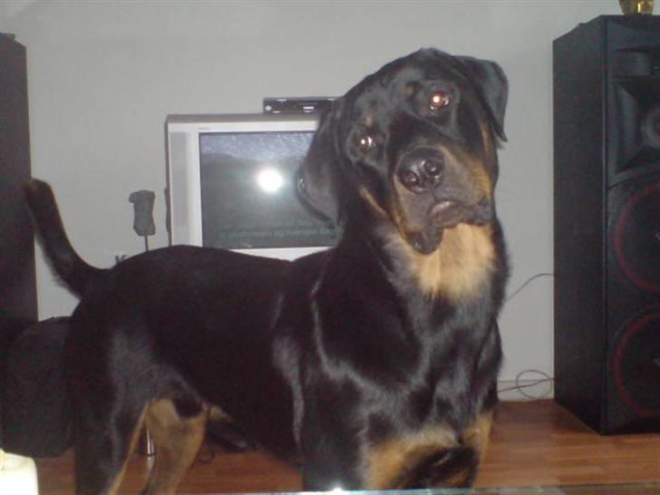 Rottweiler Tyson .. R.I.P billede 7