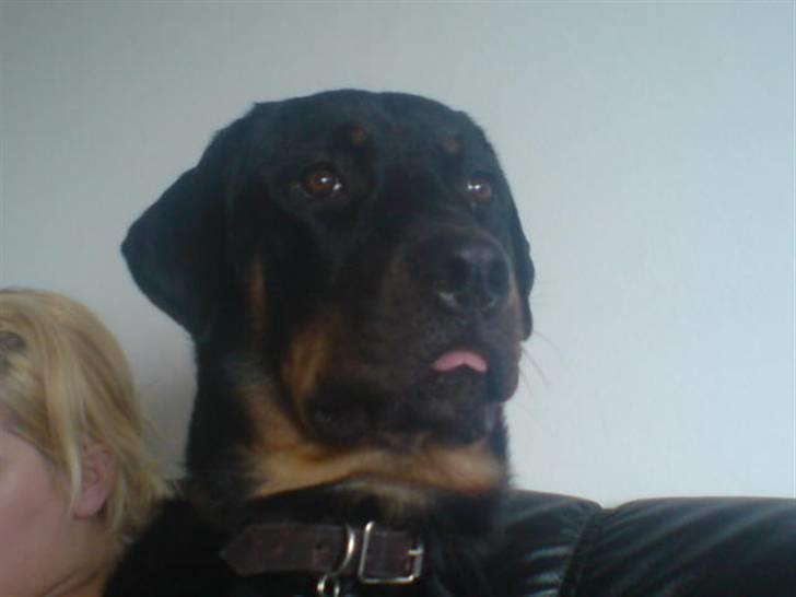 Rottweiler Tyson .. R.I.P billede 8