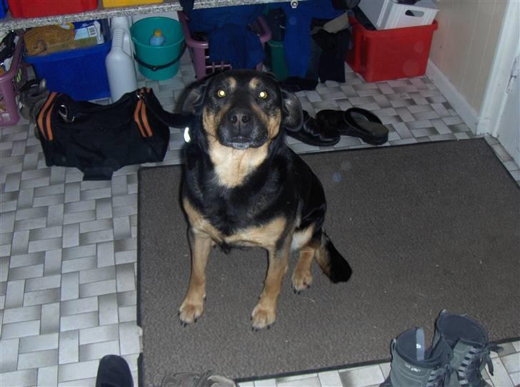 Blanding af racer Trine *R.I.P* - Se mig jeg vil gerne snakkes med!! billede 3