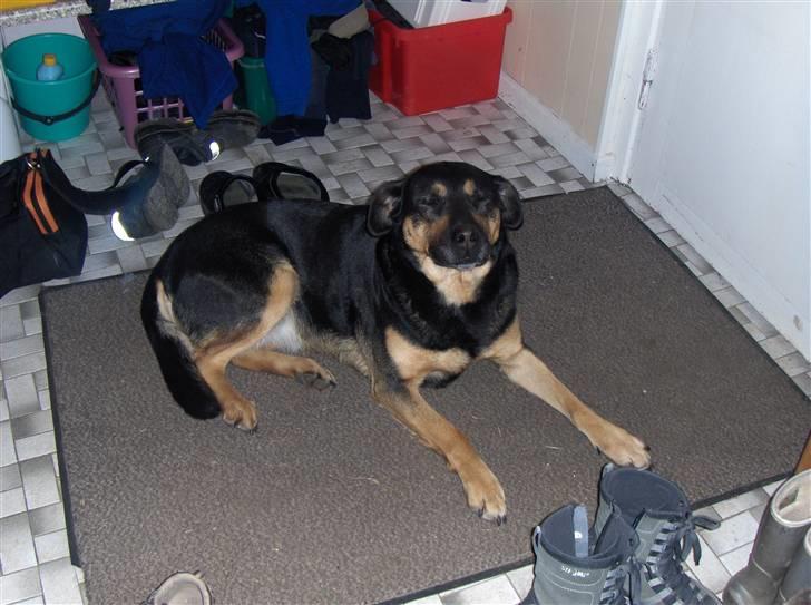 Blanding af racer Trine *R.I.P* billede 4