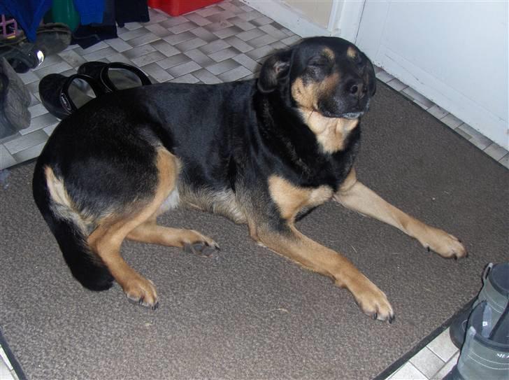 Blanding af racer Trine *R.I.P* - Ahj jeg er altså lidt træt billede 5