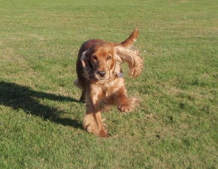 Cocker spaniel Tessi - ja ja nu kommer jeg:-) billede 1