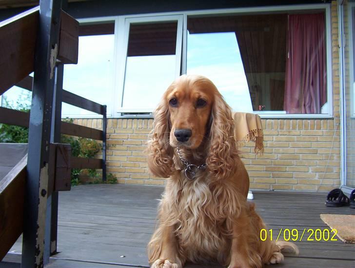 Cocker spaniel Tessi - kommer du snart med bøffen, jeg er sulten.. billede 3