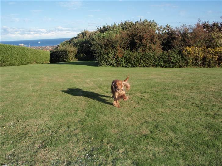 Cocker spaniel Tessi - var der nogen der sagde gå-tur?? billede 4
