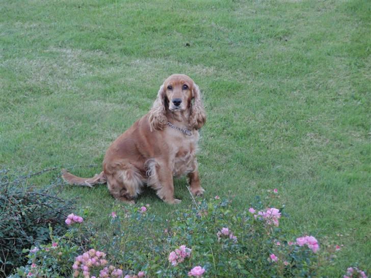 Cocker spaniel Tessi - nu griner de af mig igen.. billede 5