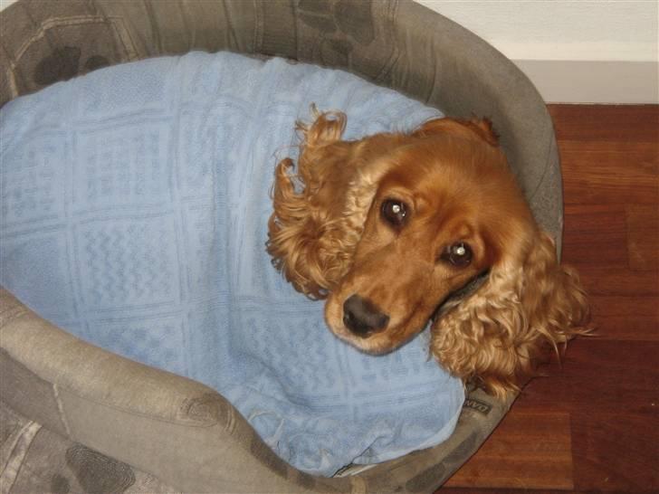 Cocker spaniel Tessi - shh, jeg prøver på at sove her! billede 6