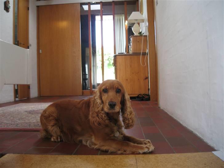 Cocker spaniel Tessi - HVA jeg har ikk gjort noget!! billede 7