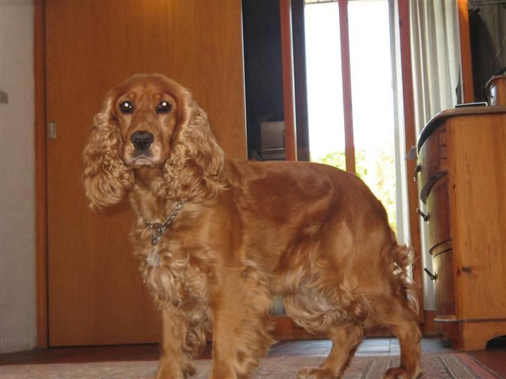Cocker spaniel Tessi - øhh kuk kuk billede 8