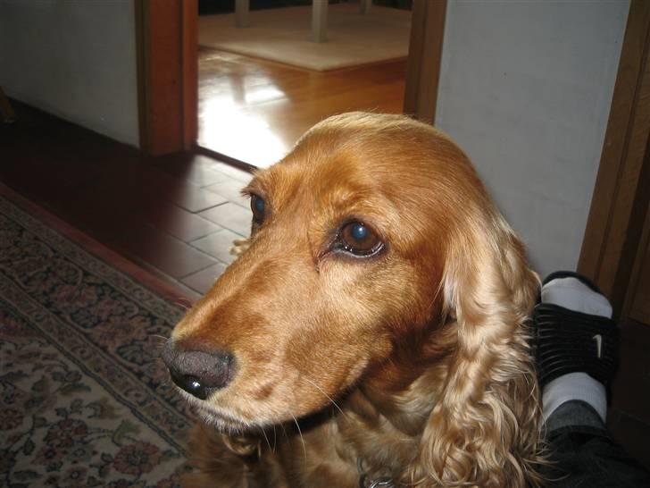 Cocker spaniel Tessi - hva siger du til mit øre?? billede 9