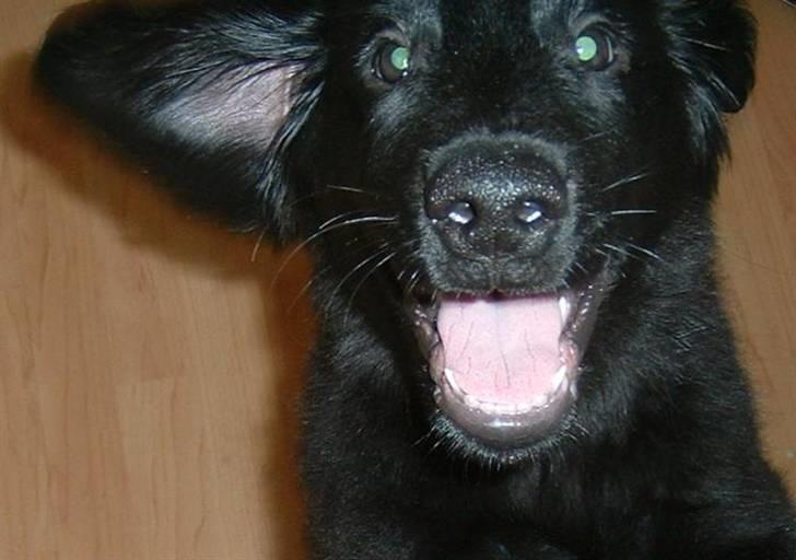 Flat coated retriever Robin - jeg er skam en glad hund, smile kan jeg da helt sikkert <3 billede 1