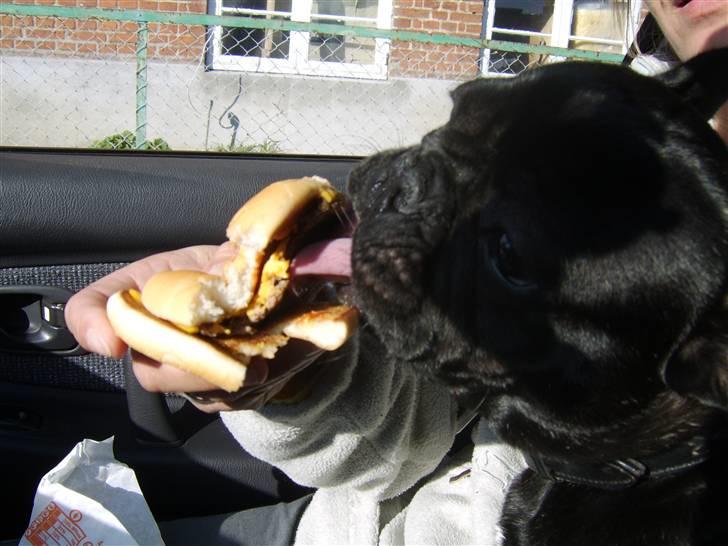 Fransk bulldog Oscar aka Batmand 1 -  jeg elsker en cheese fra Mc D billede 13