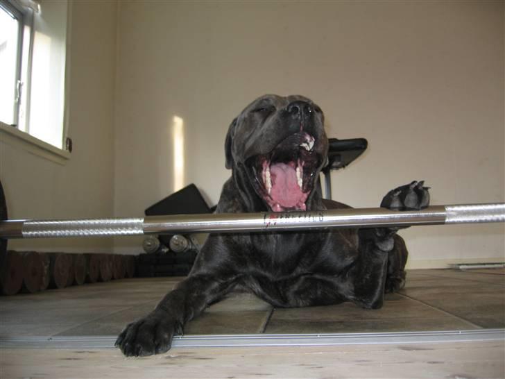 Cane corso  - DIABLO - R.I.P - Træner lige lidt!!!! billede 20
