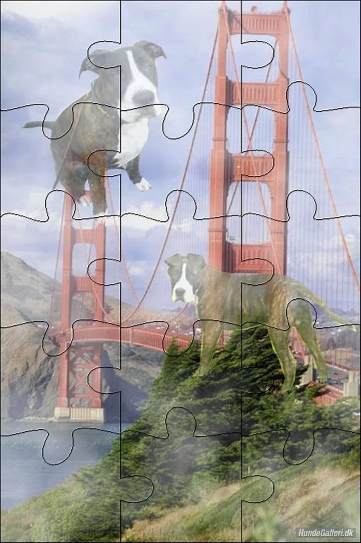 Amerikansk staffordshire terrier Loke billede 6