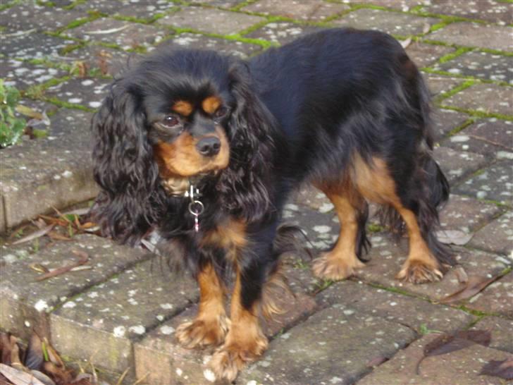 Cavalier king charles spaniel Vega billede 6