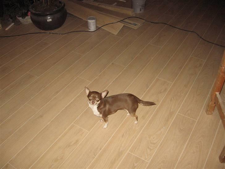 Chihuahua Hovsa's Kiwi - Moooaaar ...lad mig nu være! billede 15