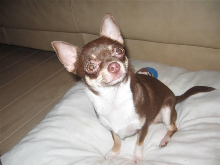 Chihuahua Hovsa's Kiwi - Falder der mon en godbid af?? billede 16