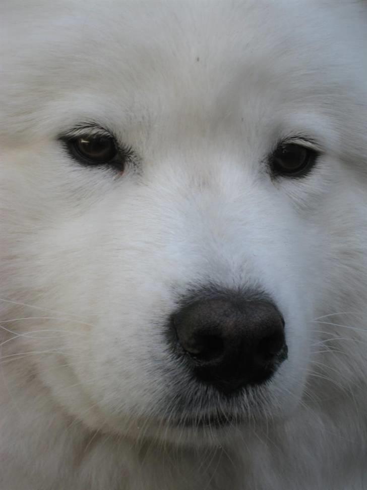 Samojedhund Discos Holly - TIRITH - Tirith, juni 2009. billede 2