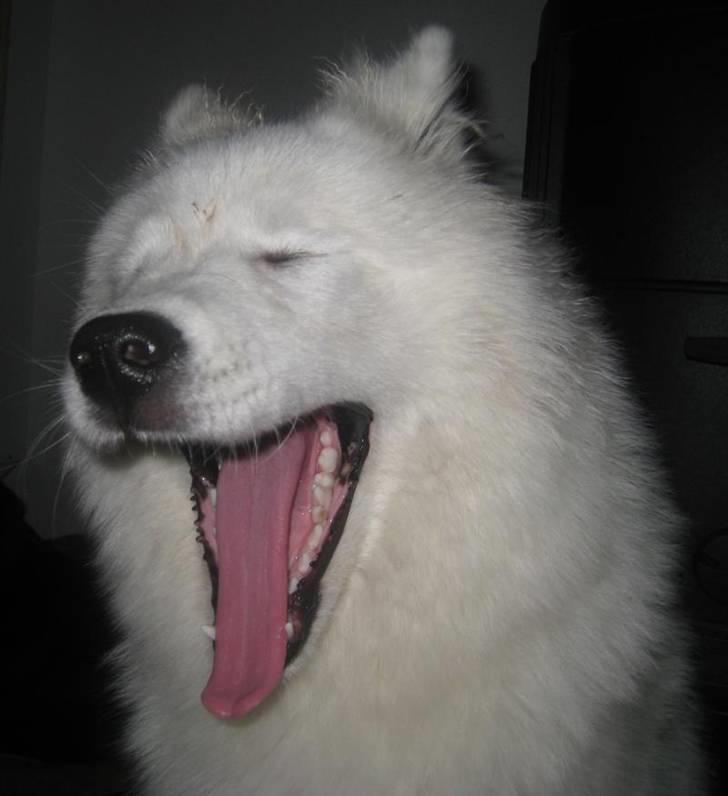 Samojedhund Discos Holly - TIRITH - Gaaaaaaaaaaaaaaaaaaaaaaaaabbb!!!!!!! billede 4