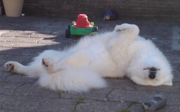 Samojedhund Discos Holly - TIRITH - Tirith tager en lur på terrassen, sept. 2009. billede 5