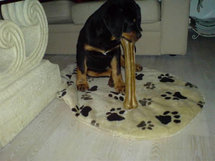 Rottweiler Cæsar billede 7