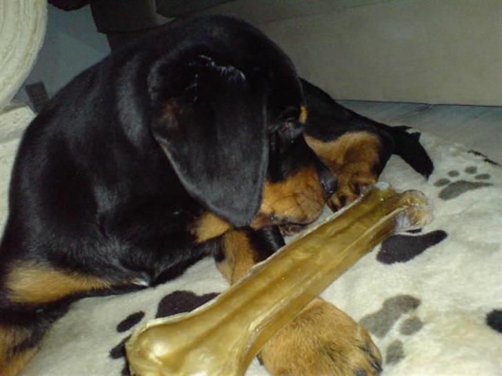 Rottweiler Cæsar - Mit først kødben, puha hvordan får jeg gjort en ende på det???? billede 8