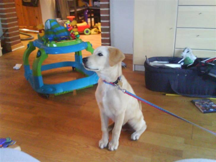 Blanding af racer simba  billede 2