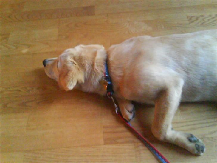 Blanding af racer simba  billede 3