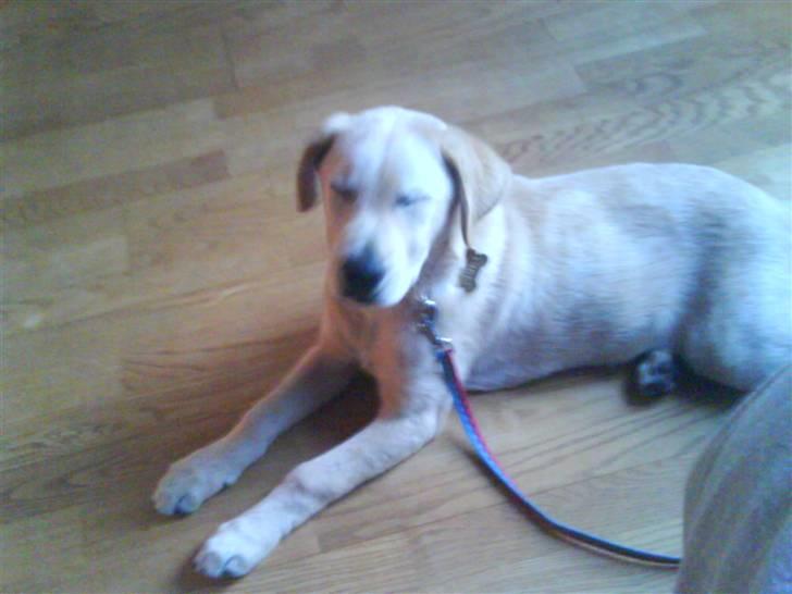 Blanding af racer simba  billede 4