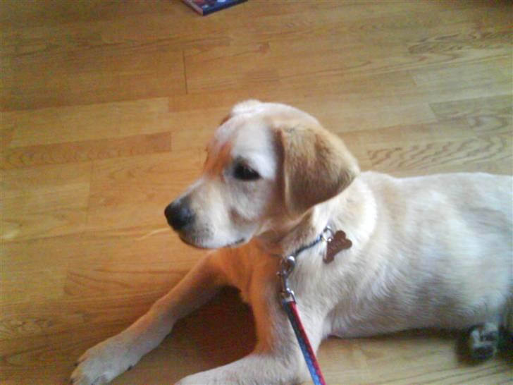 Blanding af racer simba  billede 5