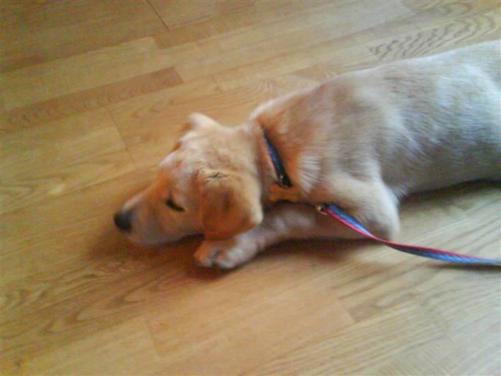 Blanding af racer simba  billede 6