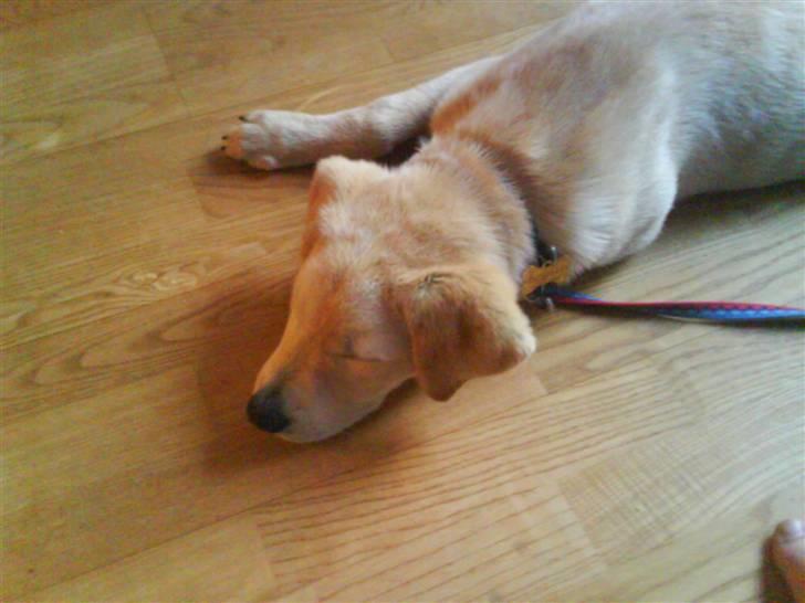 Blanding af racer simba  billede 7