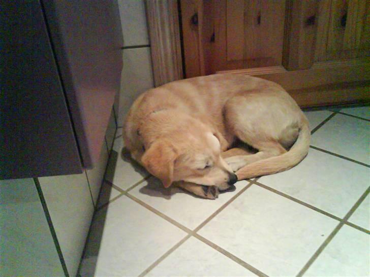 Blanding af racer simba  billede 8